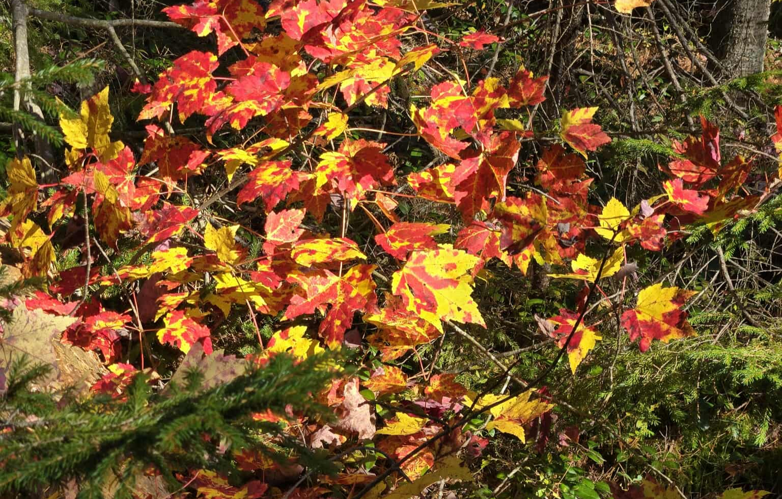 a beautiful path through the grass