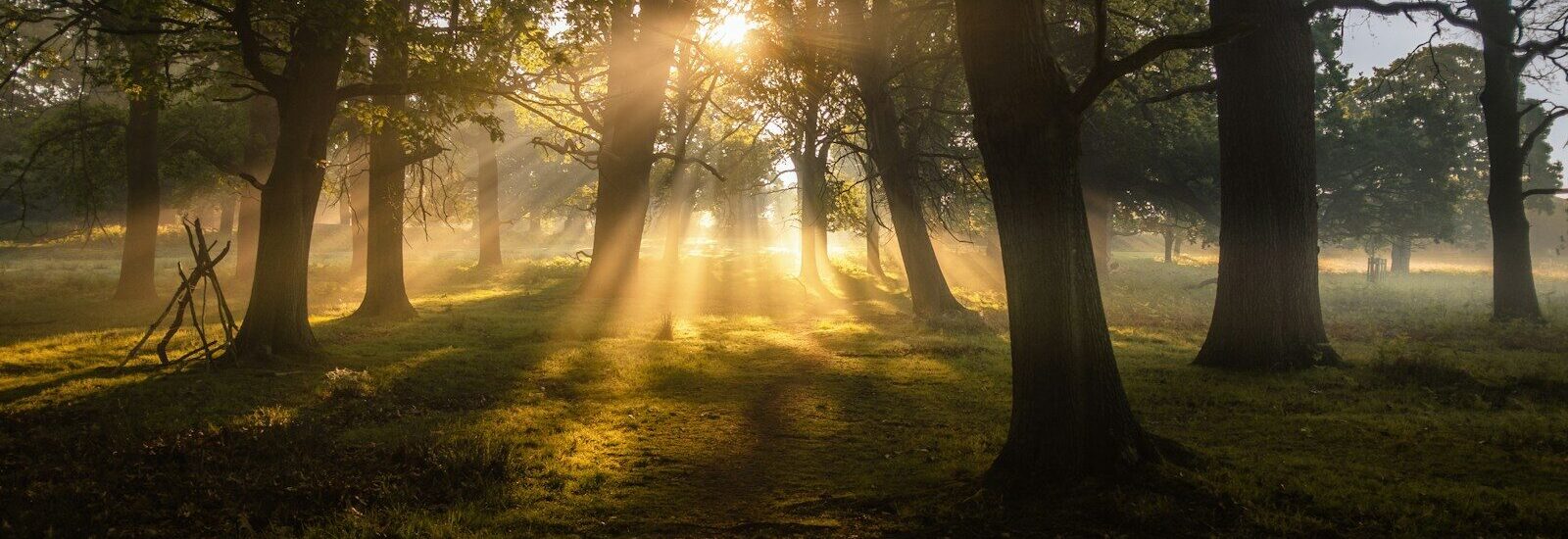 field of green trees