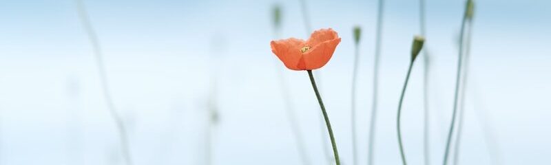 selective photo of petaled flower