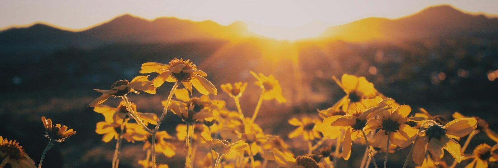 yellow flower field during sunset