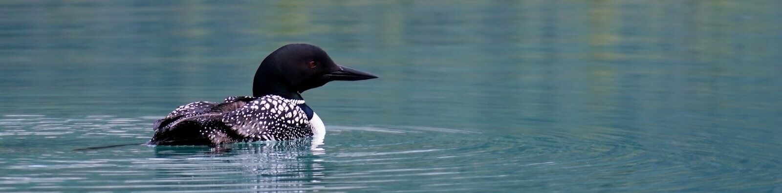 black and white mallard duck on body of water